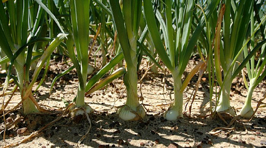 Agronomic Principles in Onion
