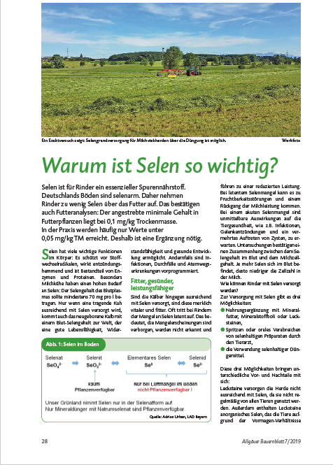 Warum ist Selen so wichtig