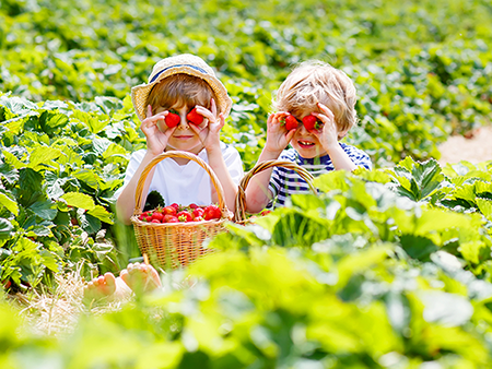 Auf der Suche nach Erdbeer-Qualität