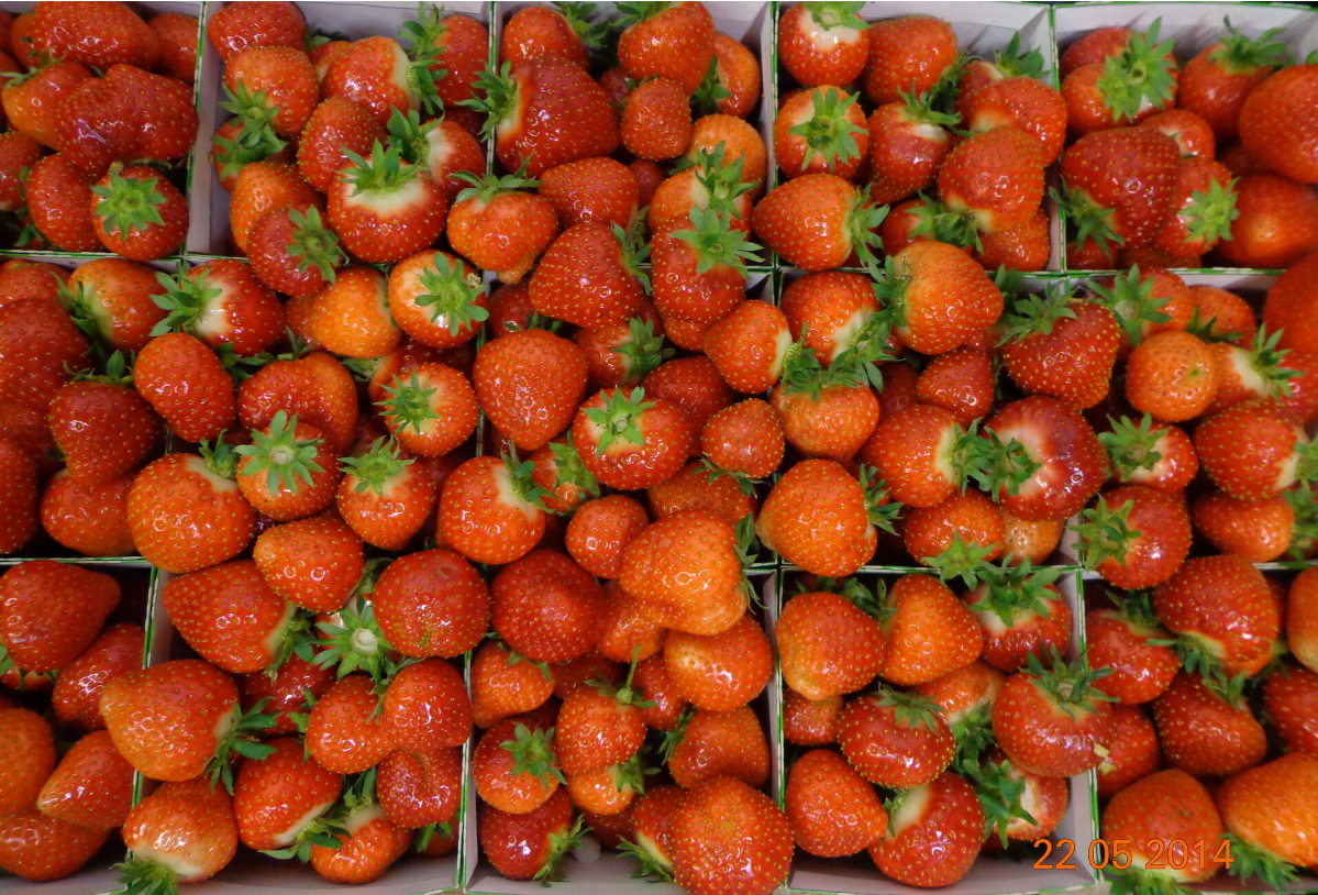 Ohne Calcium leidet die Fruchtqualität.