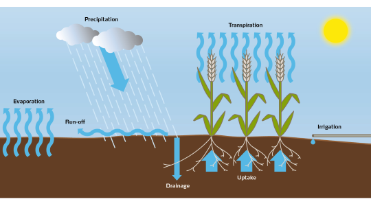 Wasserbedarf im Pflanzenbau