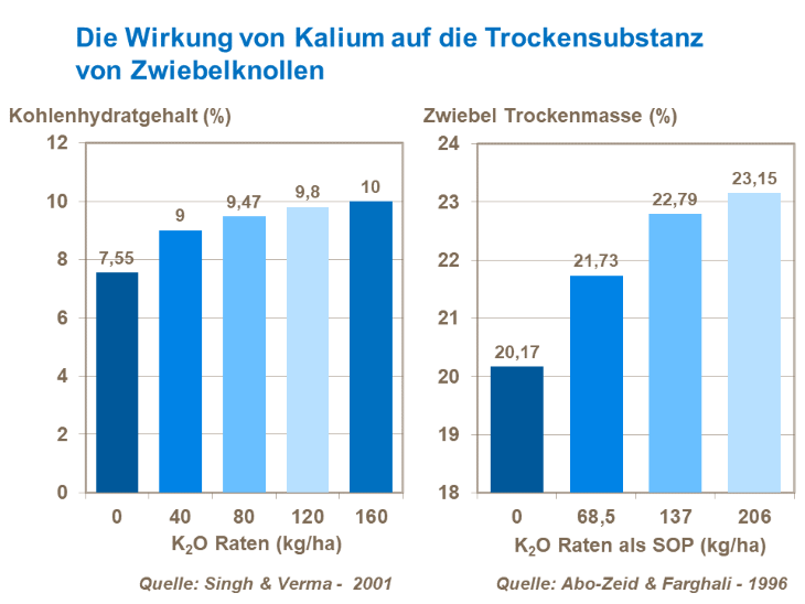 Die Wirkung von Kalium auf die Trockensubstanz von Zwiebelknollen