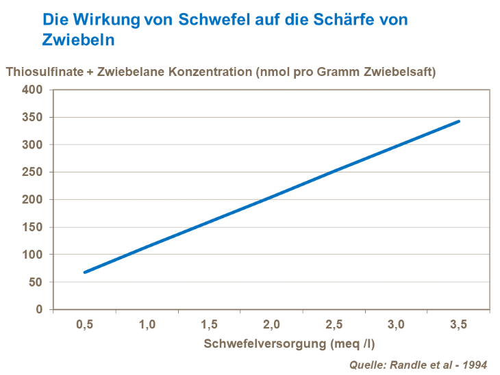 Die Wirkung von Schwefel auf die Sch&auml;rfe von Zwiebeln