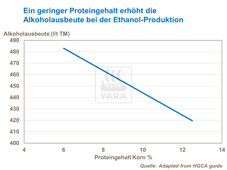 Ein geringer Proteingehalt erh&ouml;ht die Alkoholausbeute bei der Ethanol-Produktion