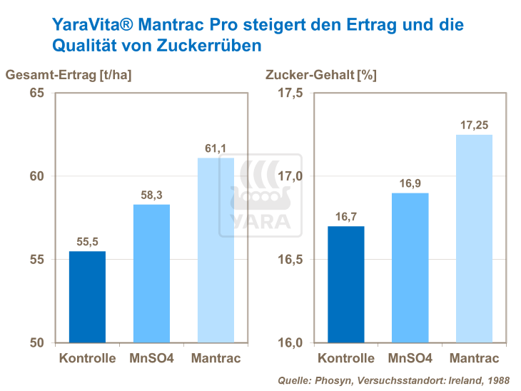 YaraVita MantracPro steigert den Ertrag und die Qualit&auml;t von Zuckerr&uuml;ben