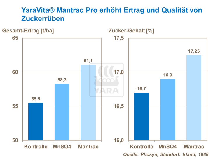 YaraVita Mantrac Pro erh&ouml;ht Ertrag und Qualit&auml;t von Zuckerr&uuml;ben