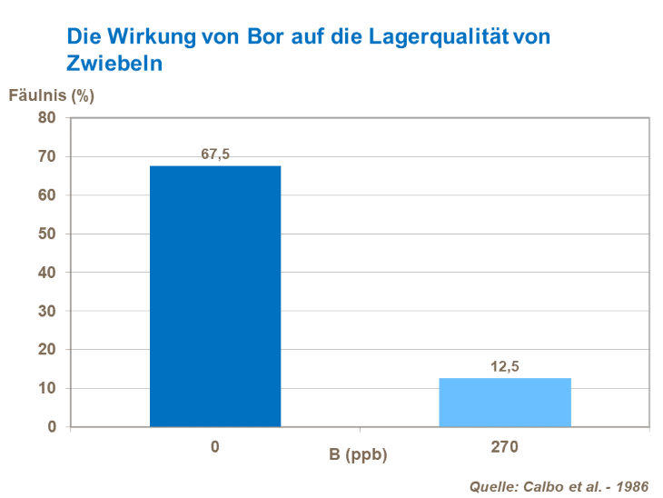 Die Wirkung von Bor auf die Lagerqualit&auml;t von Zwiebeln
