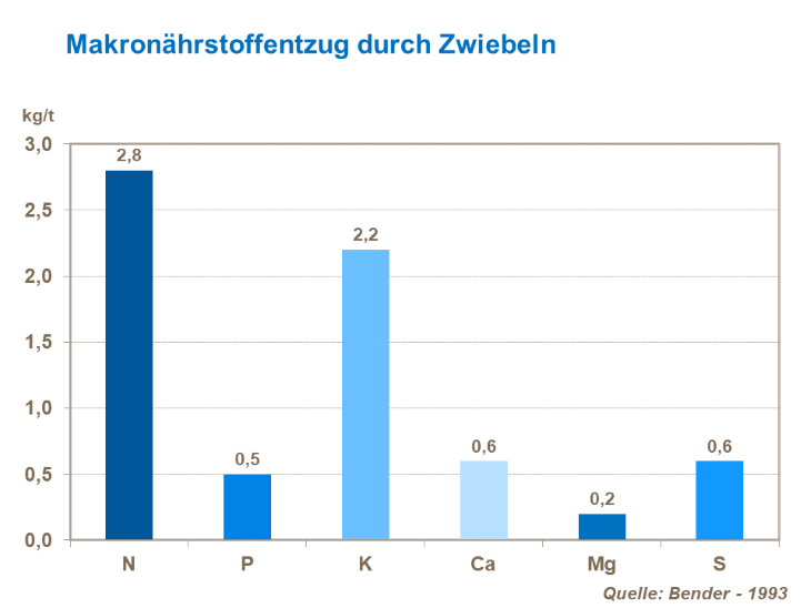 Der Makronährstoffentzug durch Zwiebeln