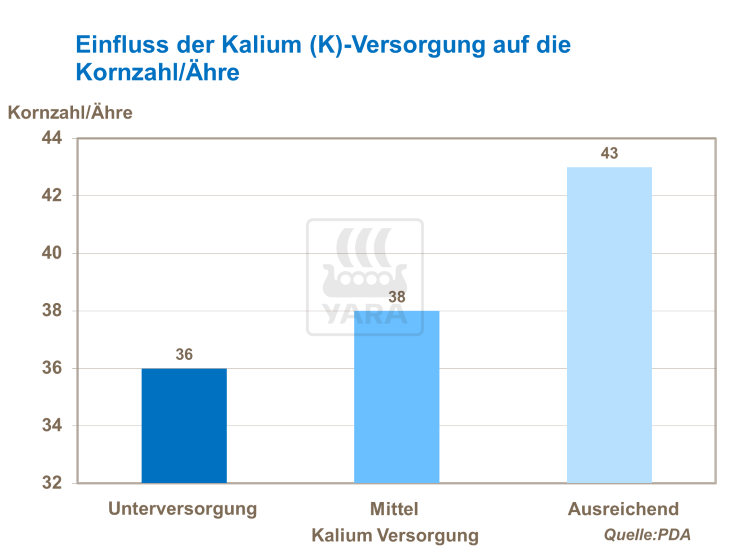 Einfluss der Kaliumversorgung auf die Kornzahl pro Ähre