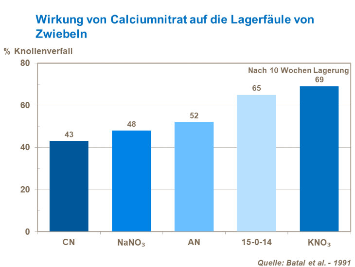Die Wirkung von Calcium Nitrat auf die Lagerf&auml;ule von Zwiebeln