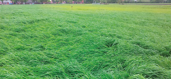 Grünland mit deutlichem, lokalem Schwefelmangel (im Hintergrund).
