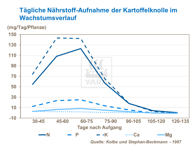 Tägliche Nährstoff-Aufnahme der Kartoffelknolle im Wachstumsverlauf.png