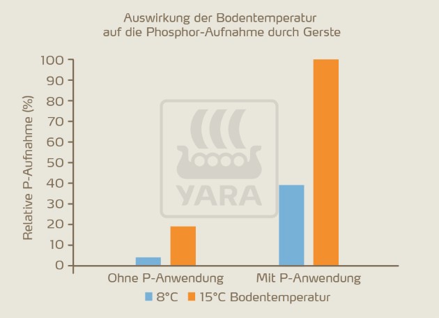 Abbildung 2: Bei Phosphor-Düngung wird die Phosphor-Aufnahme selbst bei niedrigen Temperaturen erhöht.
