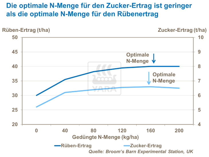 Die optimale N-Menge für den Zucker-Ertrag ist geringer als die optimale N-Menge für den Rübenertrag