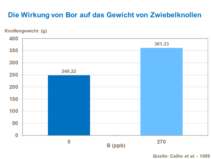 Die Wirkung von Bor auf das Gewicht von Zwiebelknollen