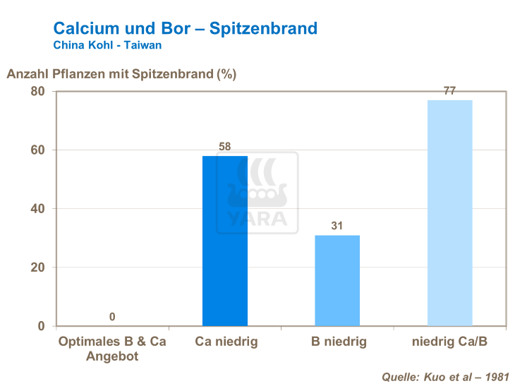 Calcium und Bor - Spitzenbrand