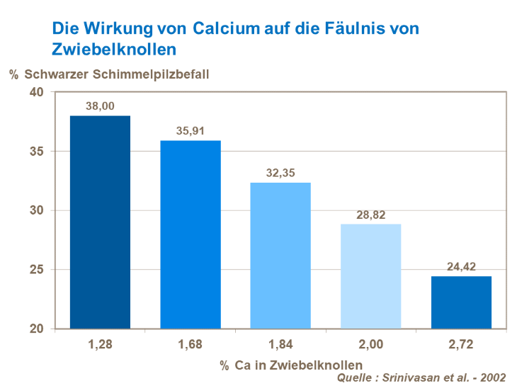 Die Wirkung von Calcium auf die F&auml;ulnis von Zwiebelknollen