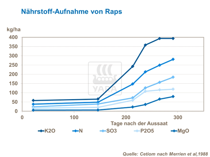 Nährstoff-Aufnahme von Raps.png