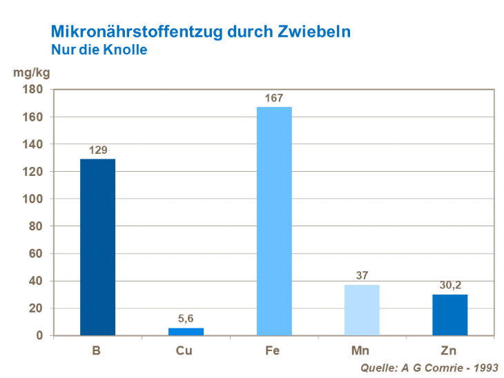 Der Mikronährstoffentzug durch Zwiebeln