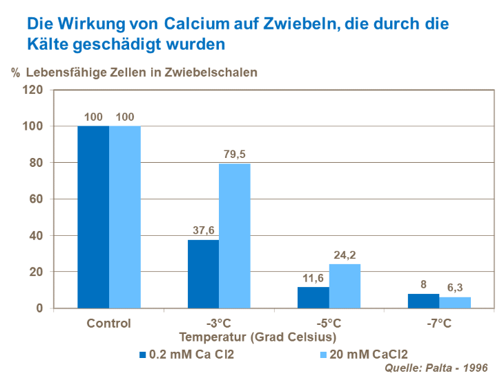 Die Wirkung von Calcium auf Zwiebeln, die durch die K&auml;lte gesch&auml;digt wurden