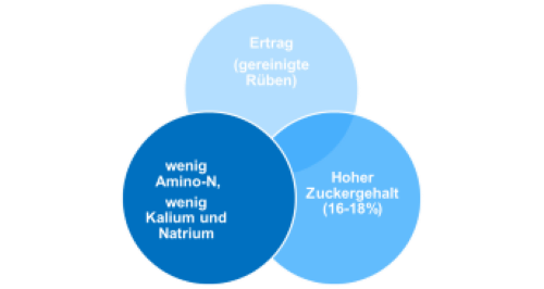Zuckerrüben-Qualität