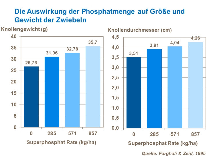 Die Auswirkung der Phosphatmenge auf Größe und Gewicht der Zwiebeln