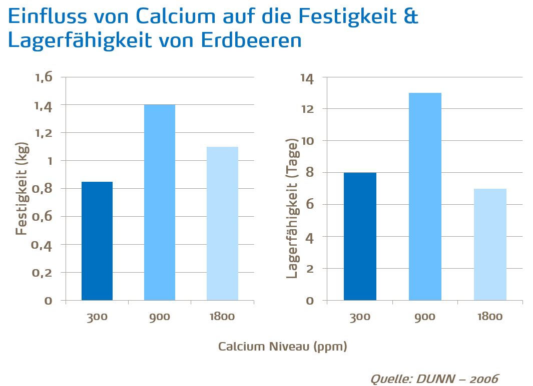 Einfluss von Calcium auf die Festigkeit & Lagerfähigkeit von Erdbeeren.JPG