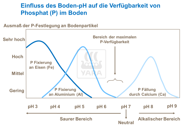 Einfluss des Boden-pH auf die Verf&uuml;gbarkeit von Phosphat im Boden