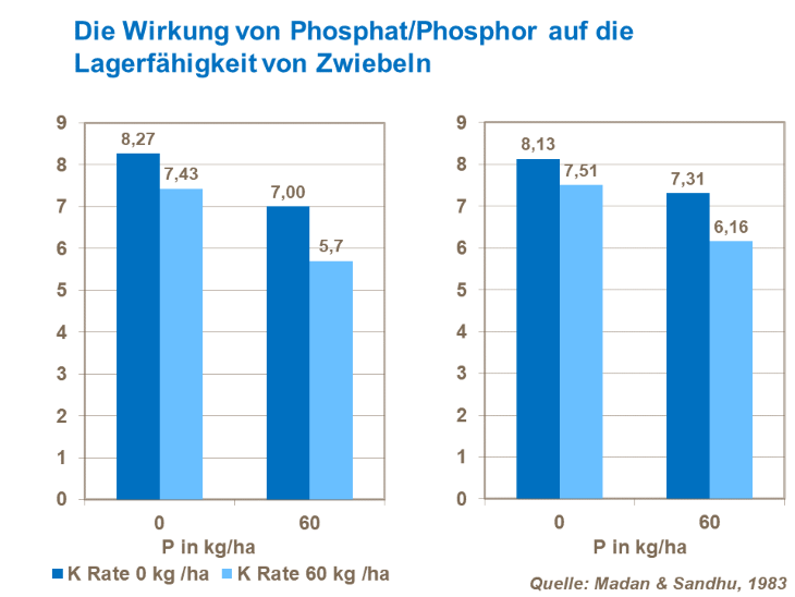 Die Wirkung von Phosphat/Phosphor auf die Lagerf&auml;higkeit von Zwiebeln