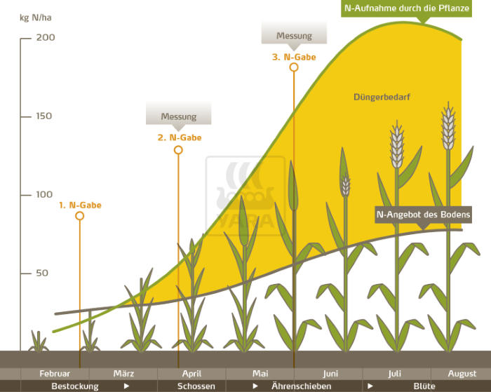 N-Aufnahme durch die Pflanze 