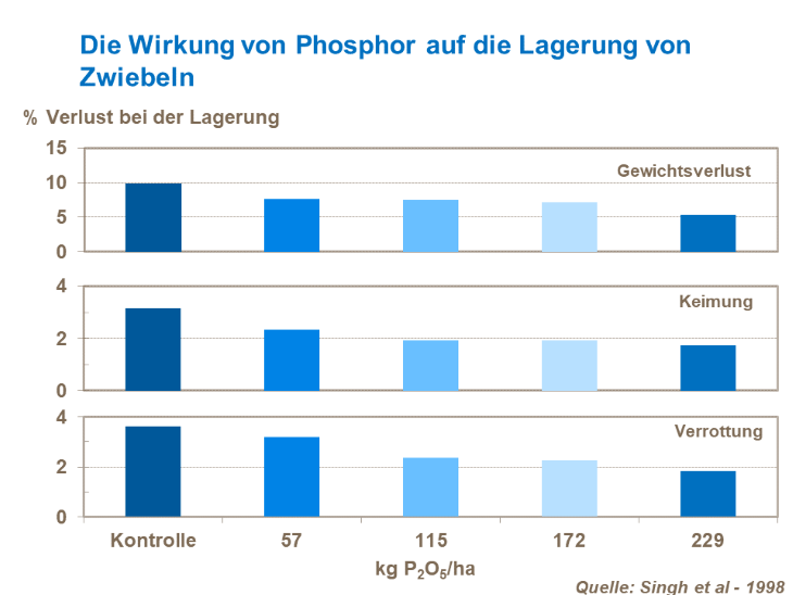 Die Wirkung von Phosphor auf die Lagerung von Zwiebeln