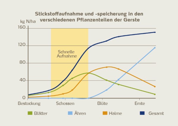 Abbildung 2: Der Großteil des Stickstoffs (~65 %) wird innerhalb von 3 bis 5 Wochen vor der Blüte während der Halmbildung und dem Rispenschwellen angereichert. Weniger als 15 % des Stickstoffs im Korn werden nach der Blüte noch aufgenommen, wohingegen 85 % des Proteins aus dem Stickstoff gebildet werden, der aus den Blättern und Halmen ins Korn transportiert wird [4].