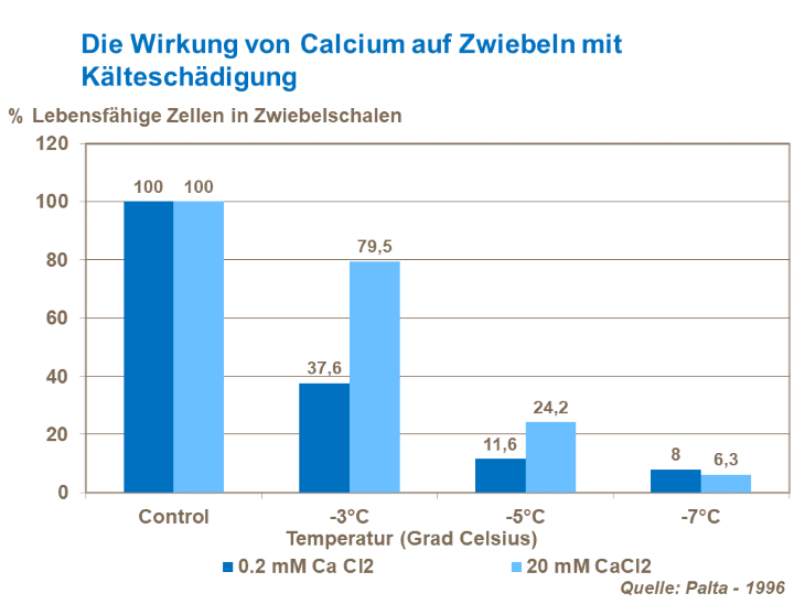 Die Wirkung von Calcium auf Zwiebeln mit K&auml;ltesch&auml;den