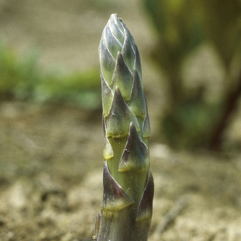 Spargelspitze